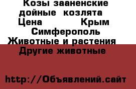 Козы зааненские дойные, козлята, › Цена ­ 4 000 - Крым, Симферополь Животные и растения » Другие животные   